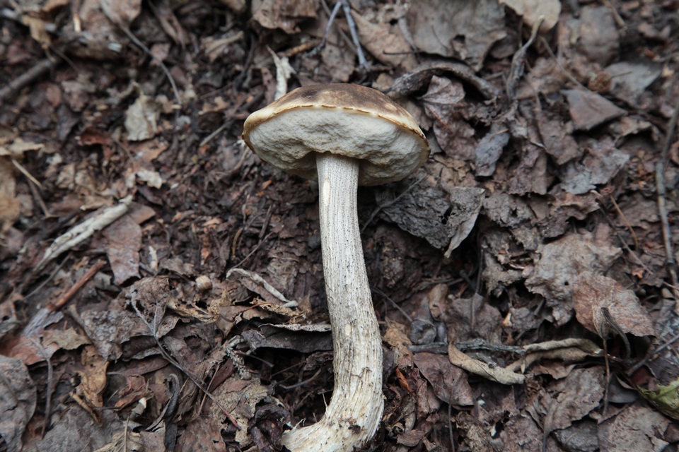 Leccinum alaskanum image