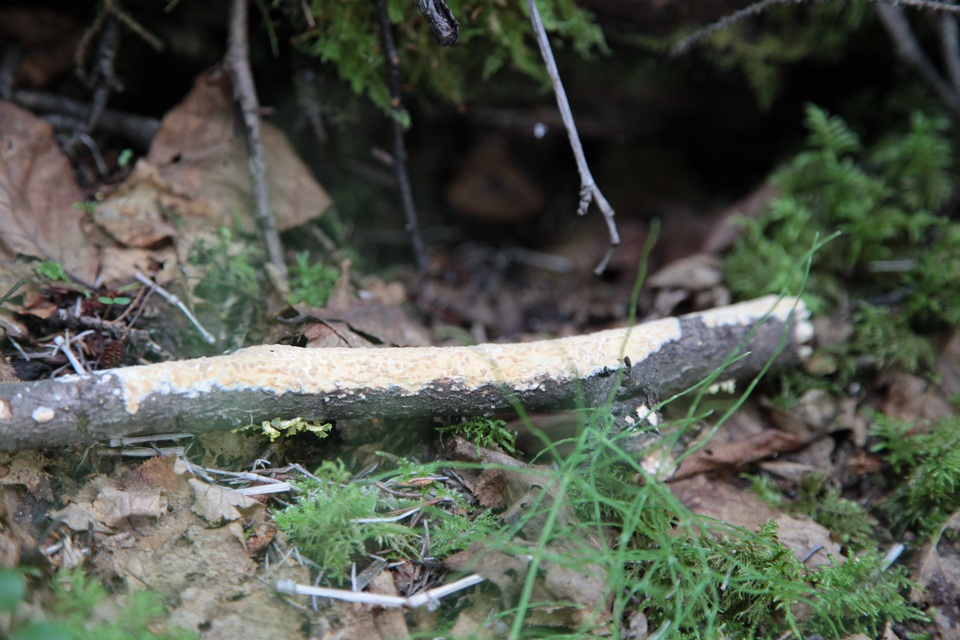 Gloeopeniophora aurantiaca image