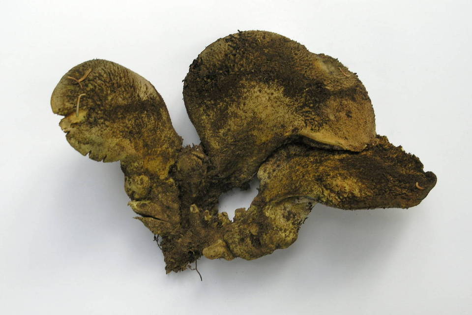 Albatrellus ellisii image