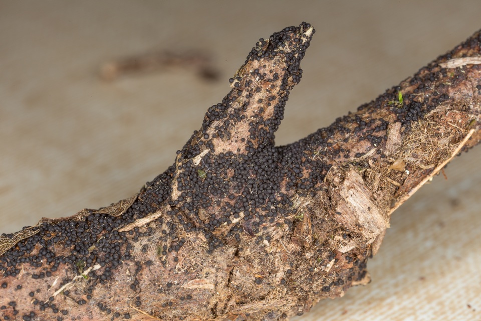 Herpotrichia herpotrichoides image