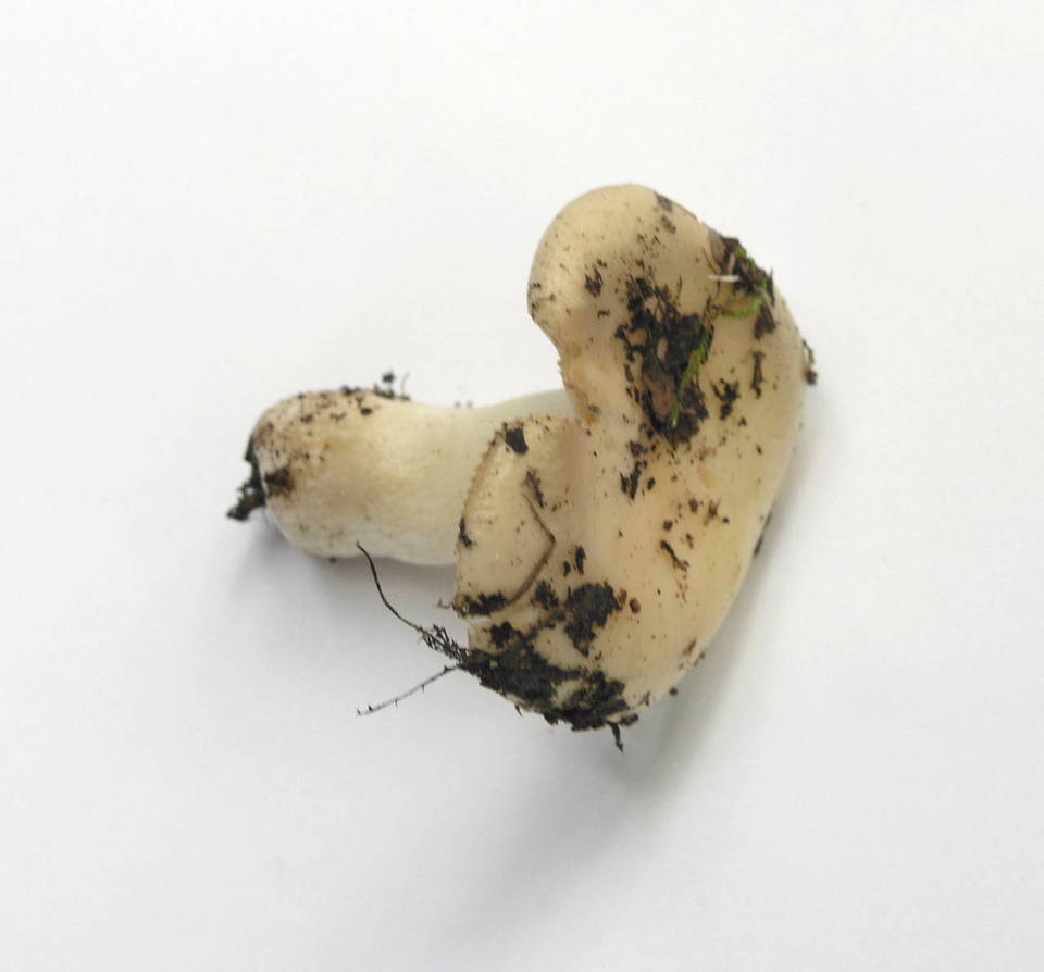 Russula stuntzii image