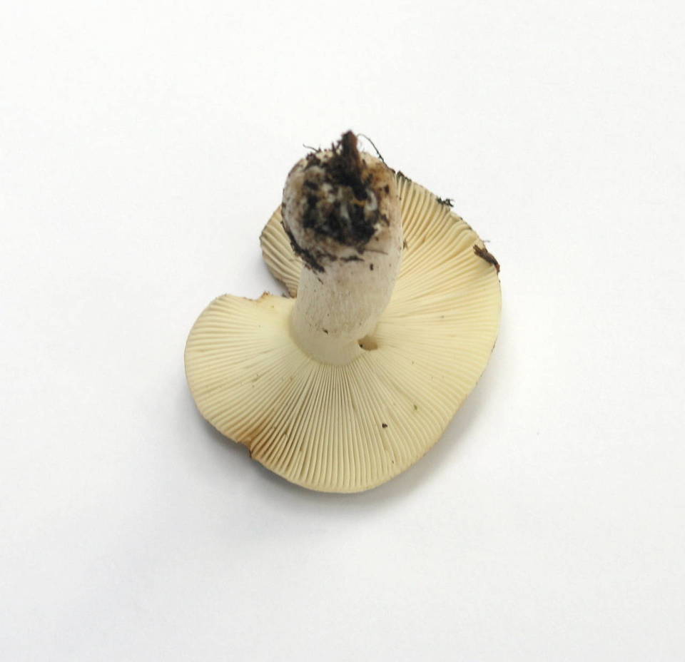Russula stuntzii image