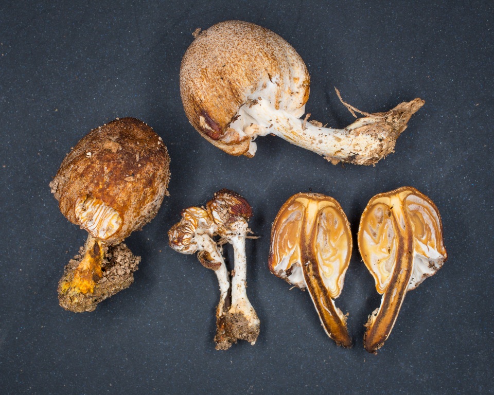 Nectriopsis tubariicola image