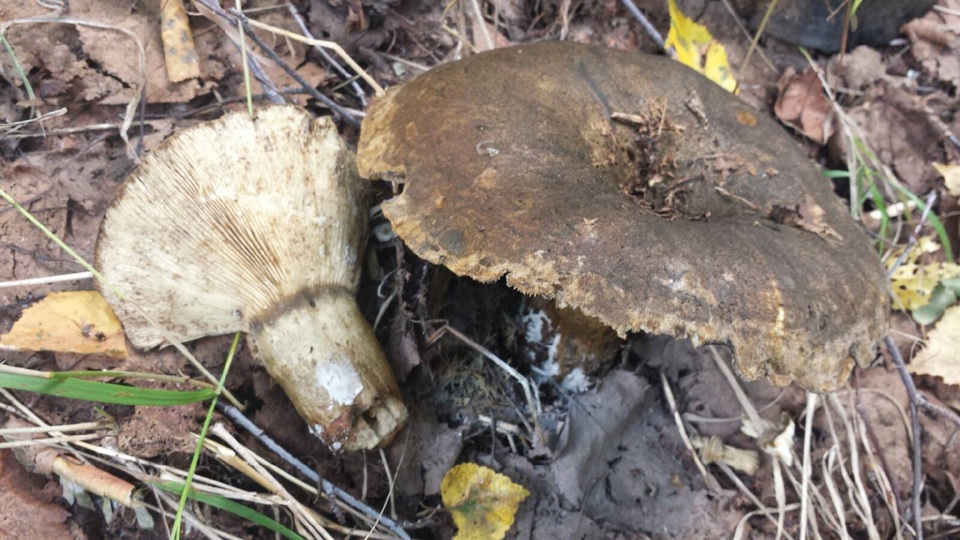 Lactarius olivaceoumbrinus image