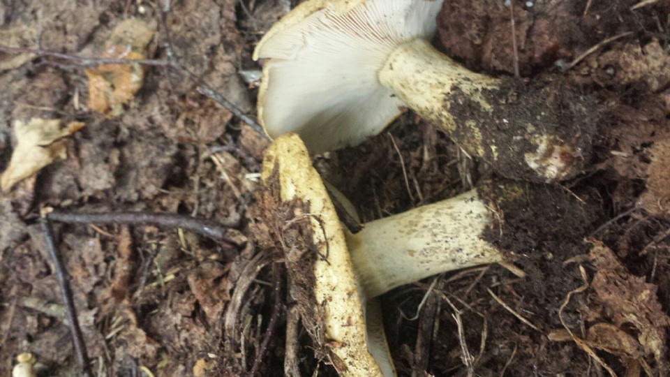 Lactarius olivaceoumbrinus image