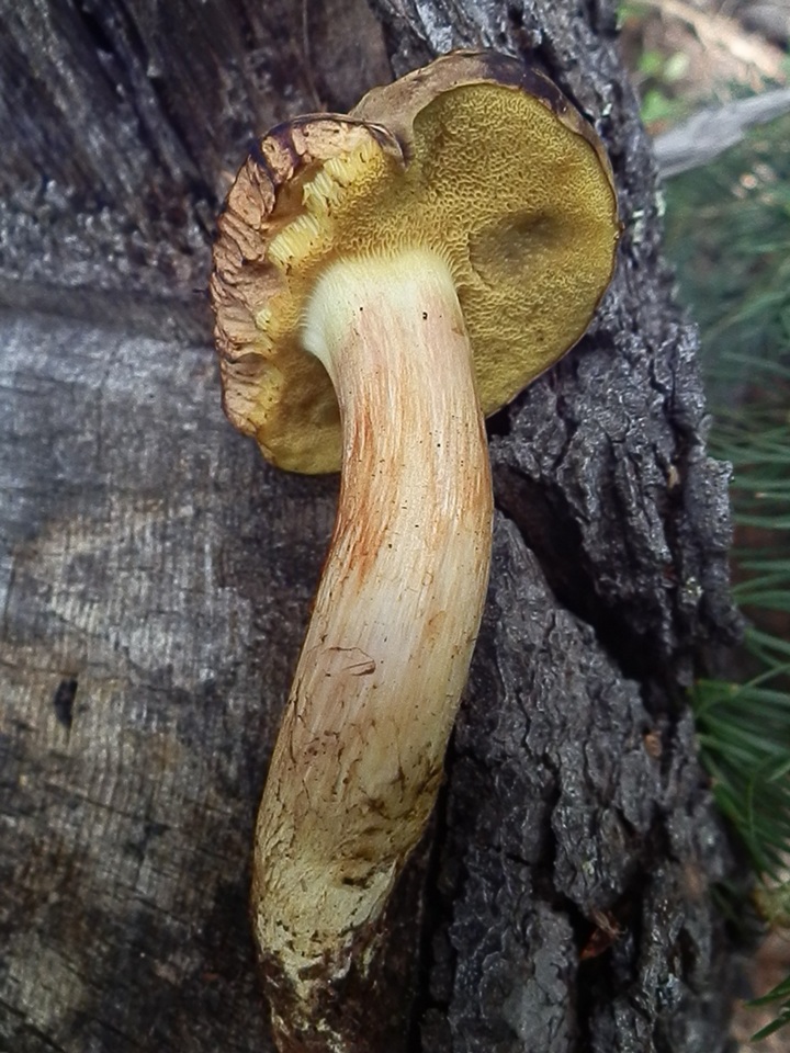Boletus oregonensis image