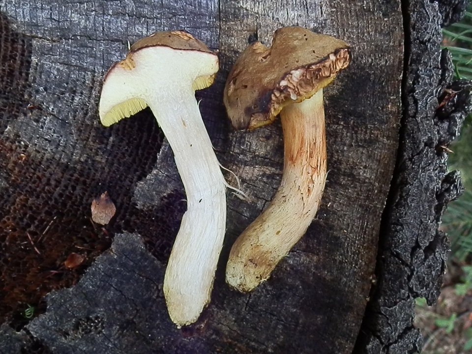 Boletus oregonensis image
