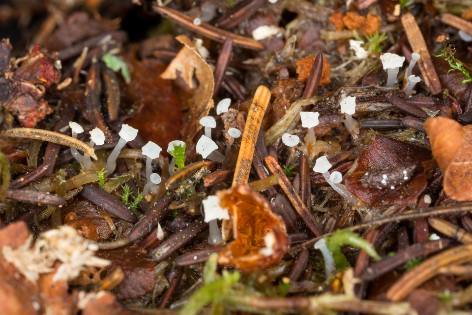 Neocudoniella radicella image
