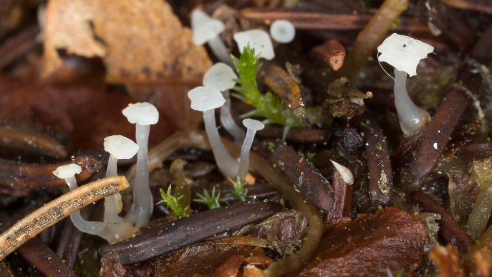 Neocudoniella radicella image