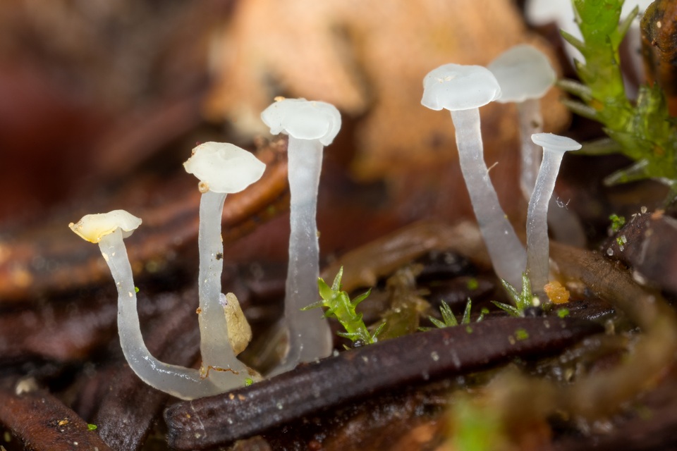 Neocudoniella radicella image