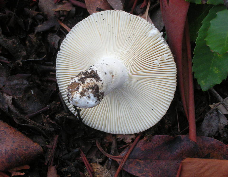 Russula parazurea image