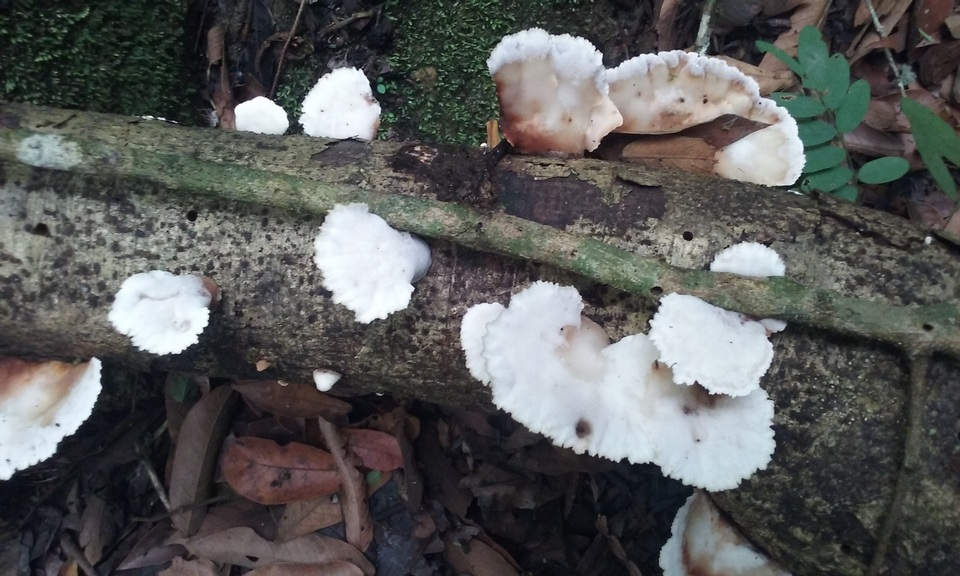 Cymatoderma dendriticum image
