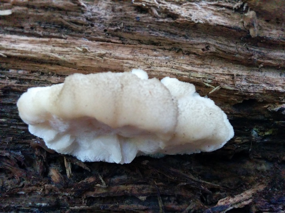 Postia ptychogaster image