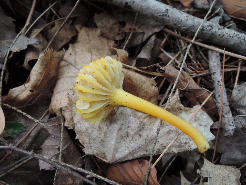 Hygrocybe quieta image