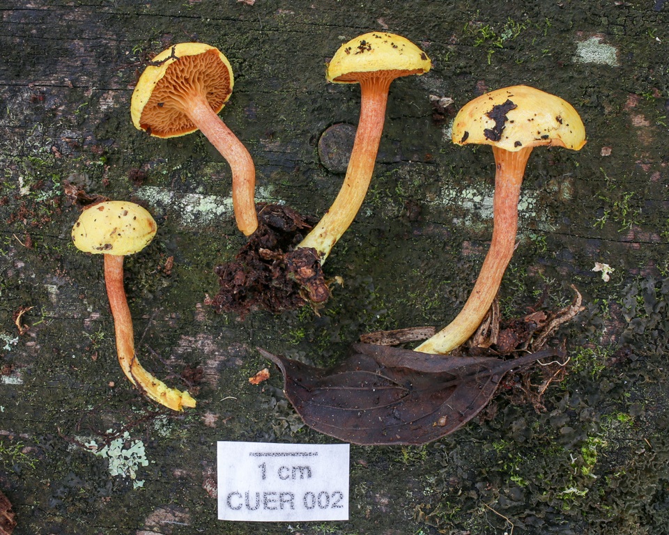 Chalciporus chontae image