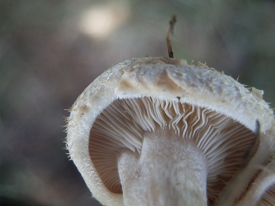 Ripartites odorus image