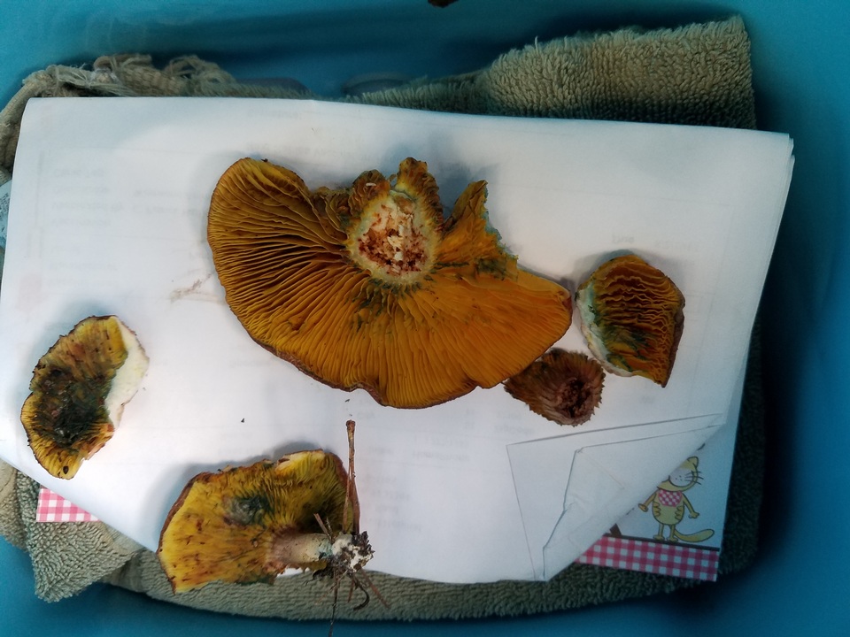 Phylloporus foliiporus image
