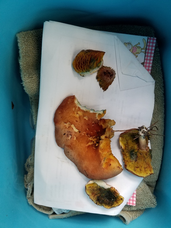 Phylloporus foliiporus image