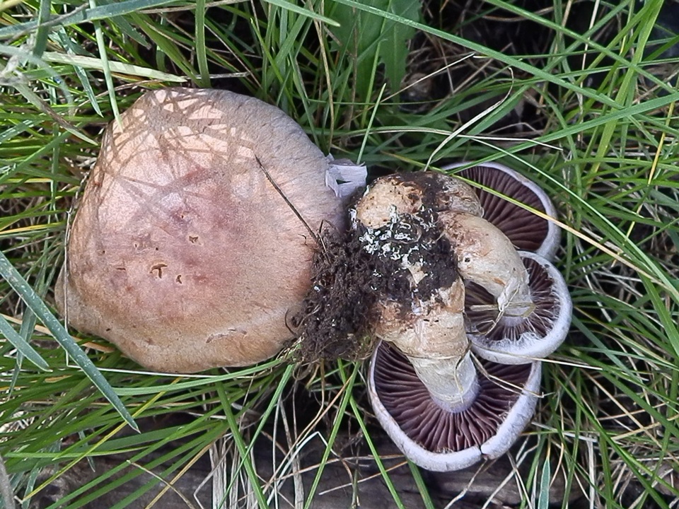 Cortinarius lucorum image