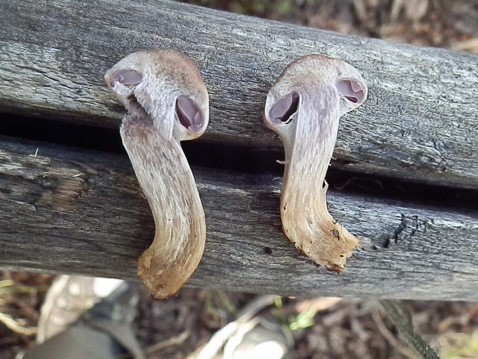 Cortinarius lucorum image