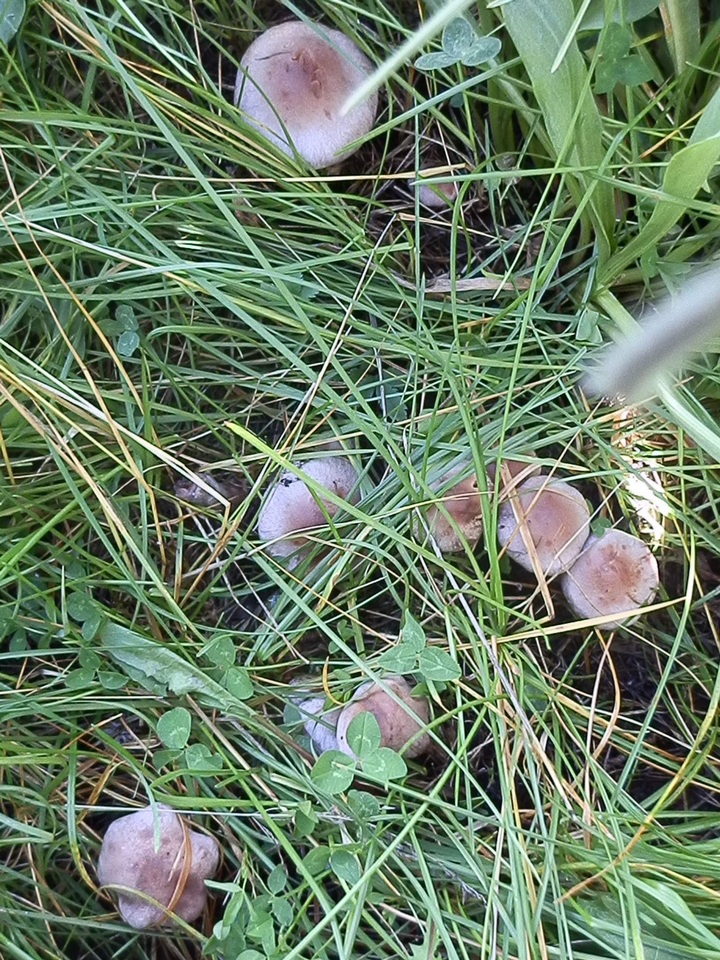 Cortinarius lucorum image