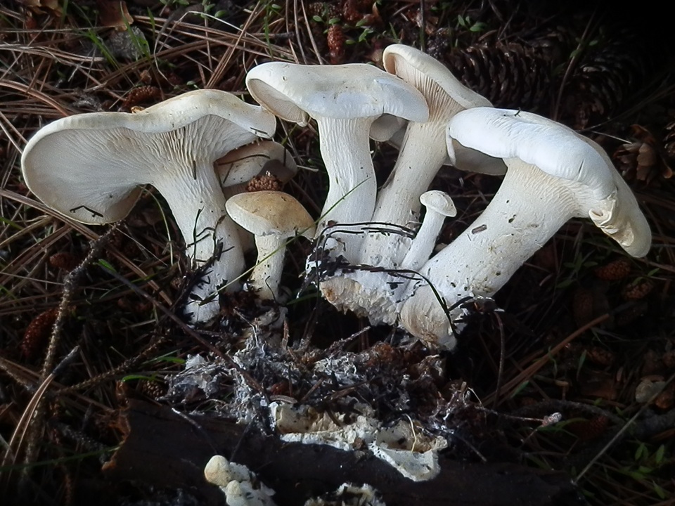 Leucopaxillus paradoxus image