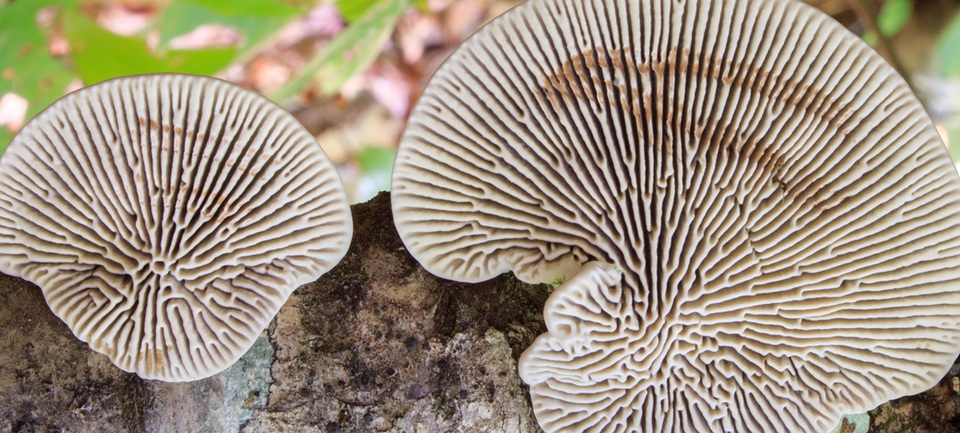 Daedaleopsis septentrionalis image