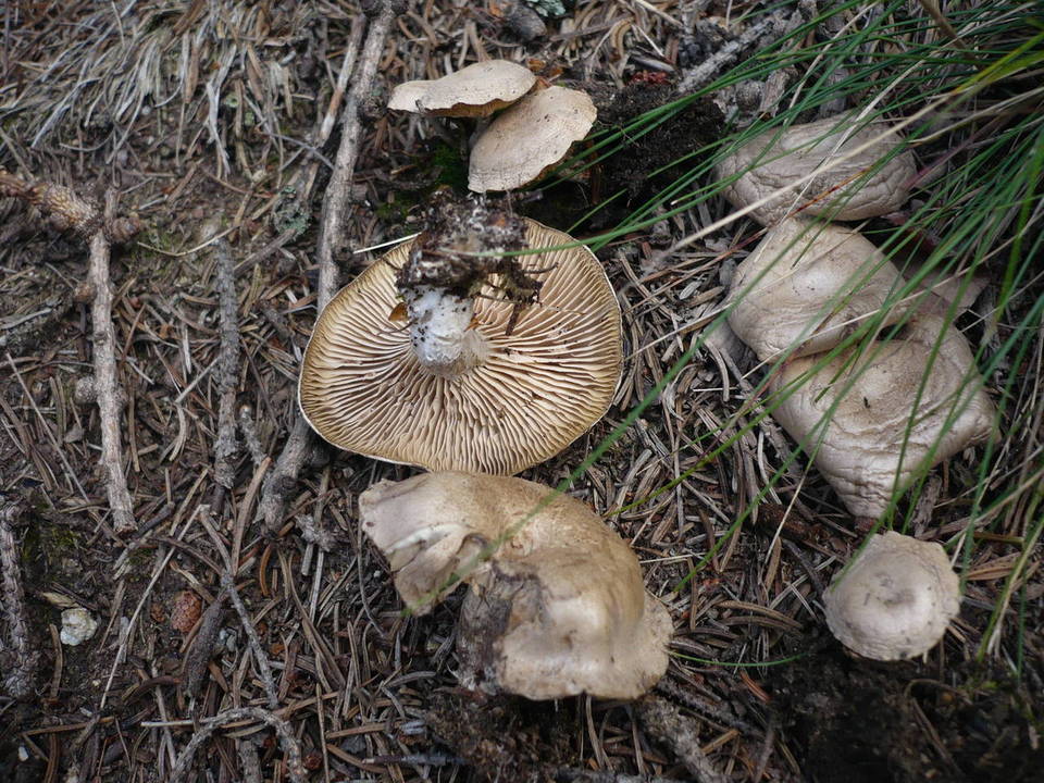 Rhodocybe parilis image