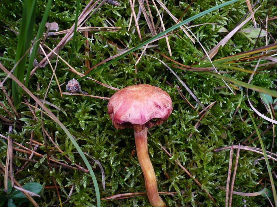 Chalciporus pseudorubinus image