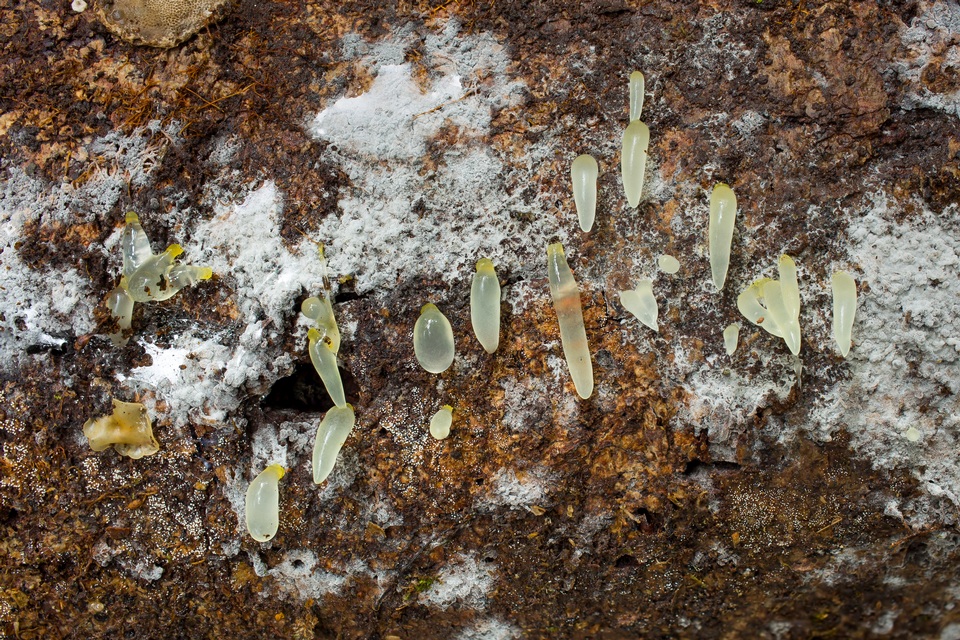 Gloeomucro chlorinus image