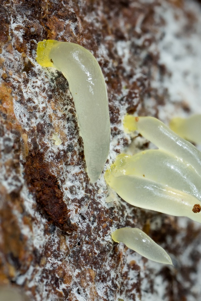 Gloeomucro chlorinus image