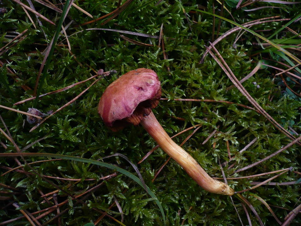 Chalciporus pseudorubinus image