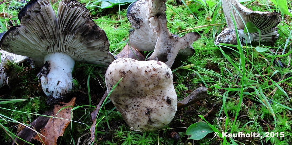 Russula michiganensis image