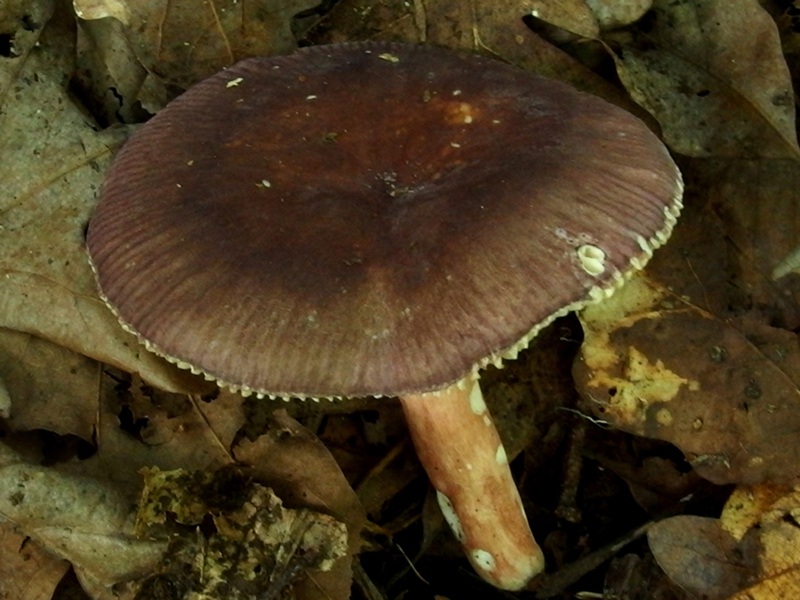 Russula arnoldae image