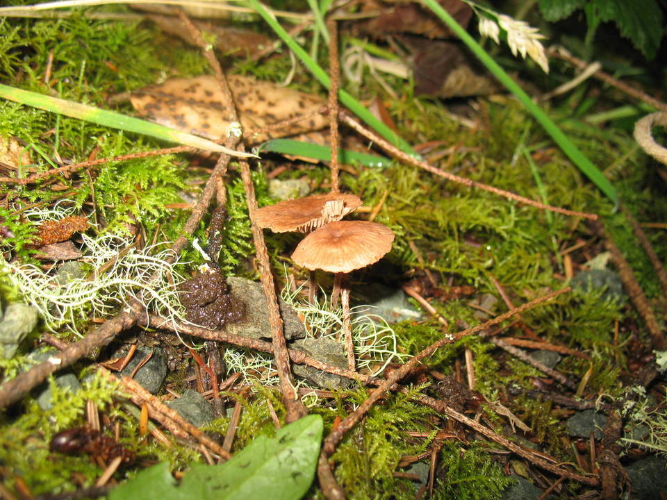 Gymnopus subpruinosus image