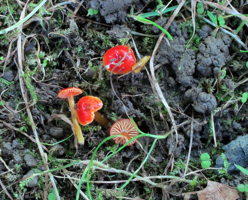 Hygrocybe minutula image