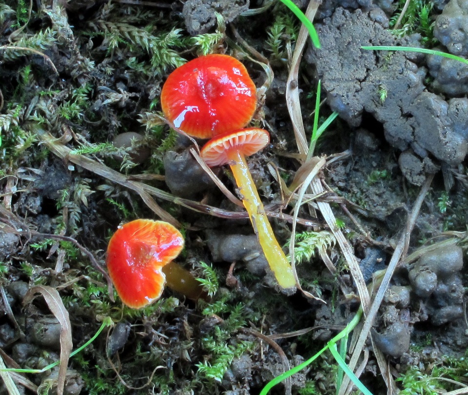 Hygrocybe minutula image
