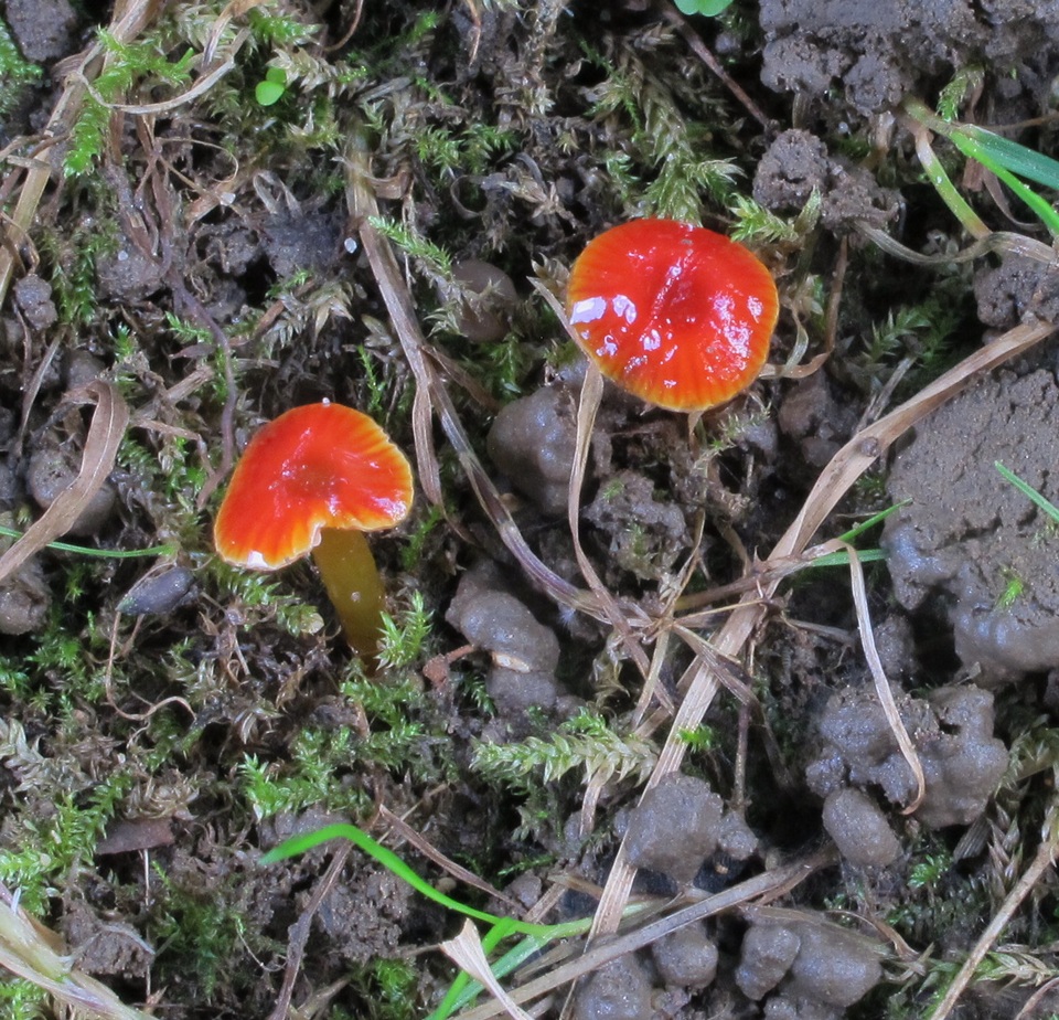 Hygrocybe minutula image