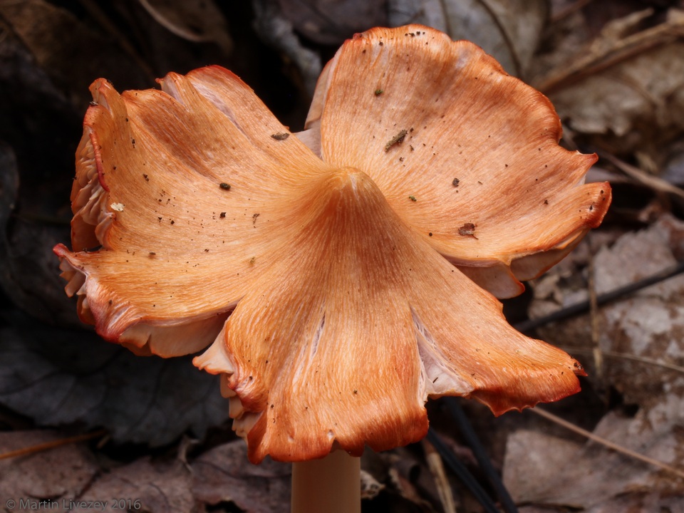 Humidicutis calyptriformis image