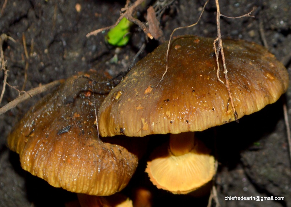 Descolea flavoannulata image