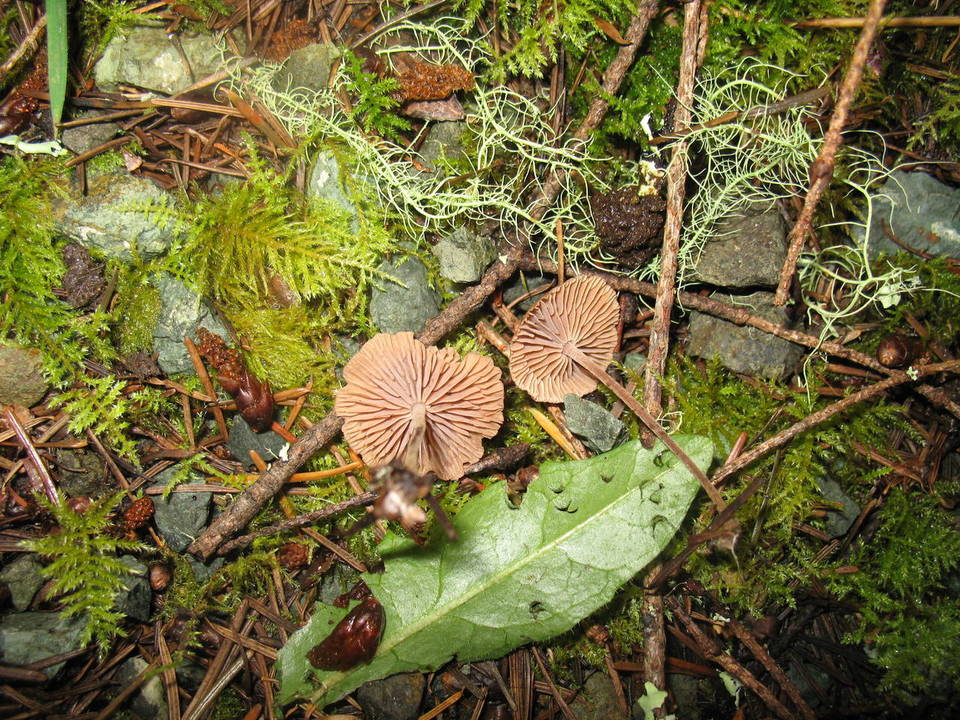 Gymnopus subpruinosus image