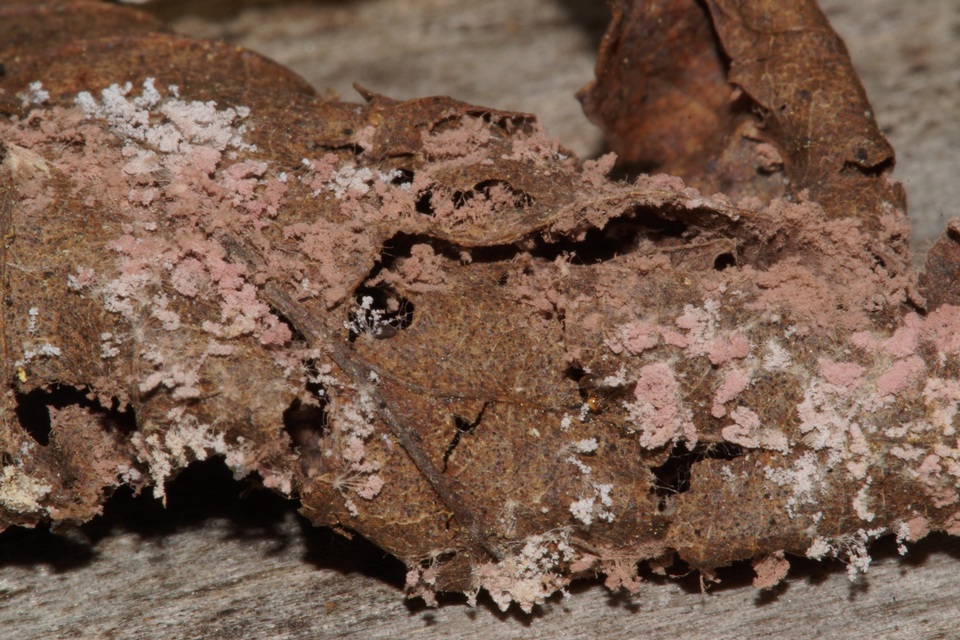 Chromelosporium carneum image