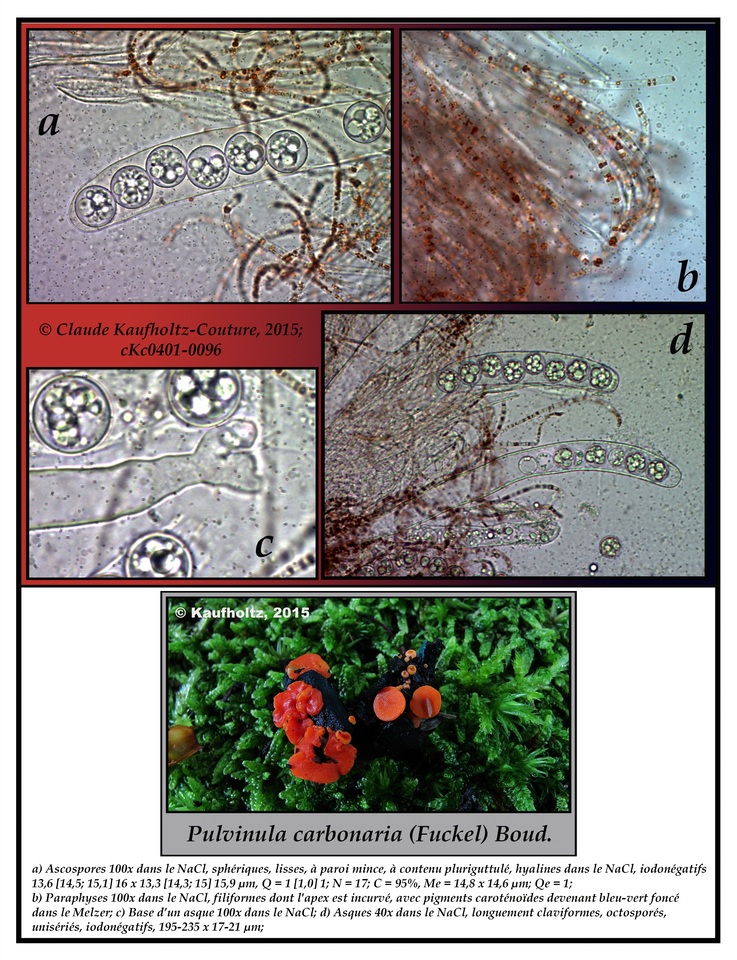 Pulvinula carbonaria image