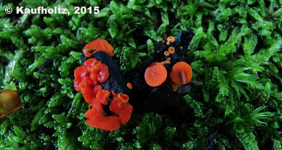 Pulvinula carbonaria image