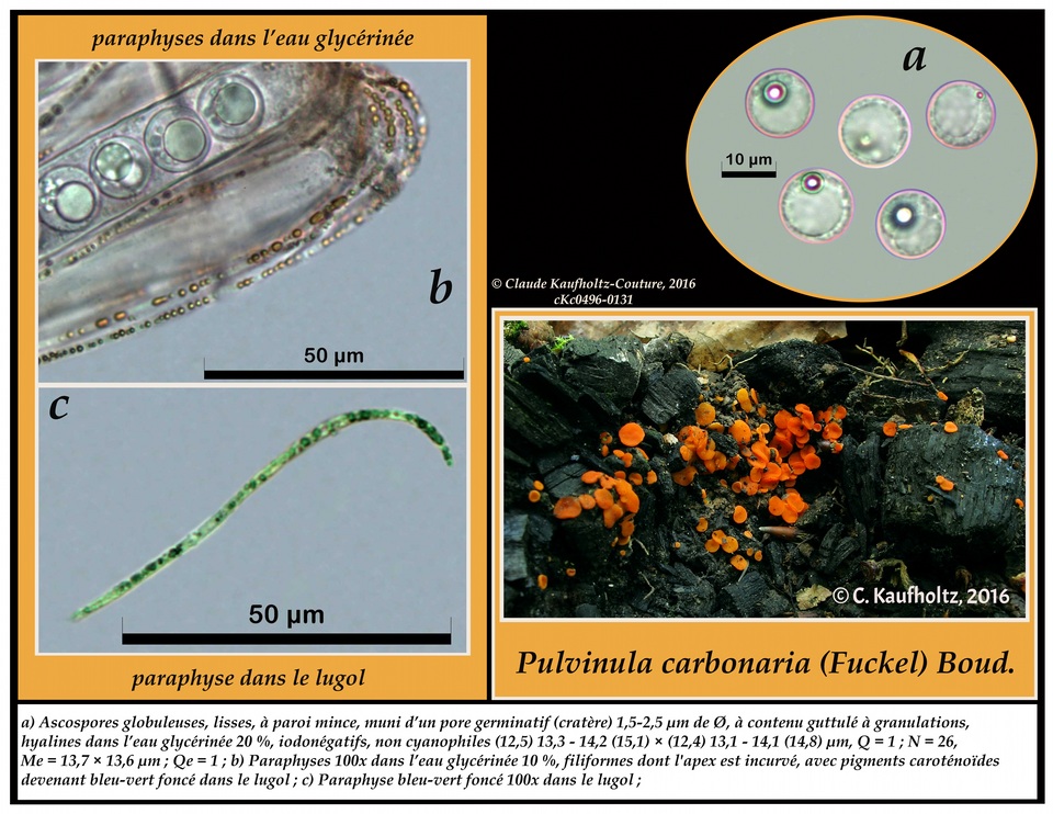Pulvinula carbonaria image
