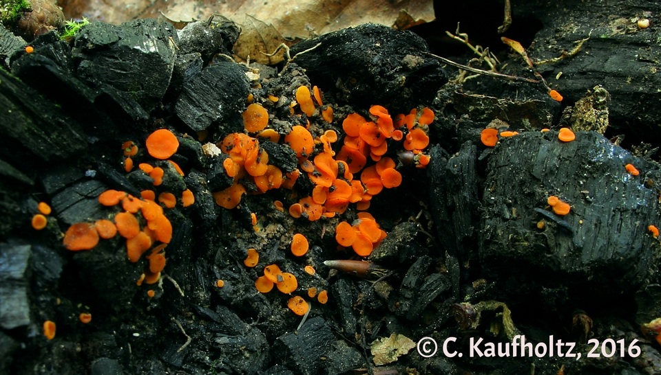 Pulvinula carbonaria image