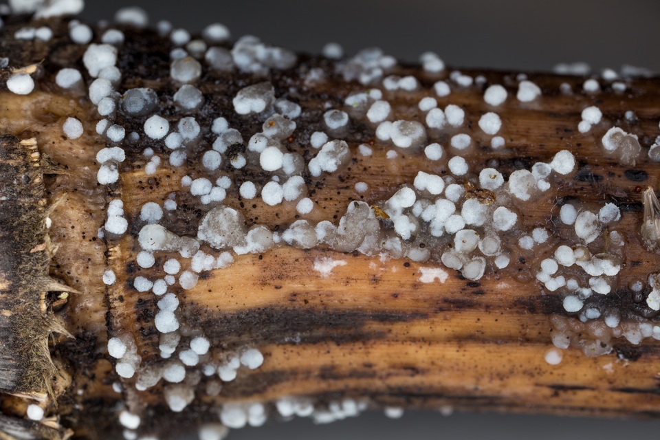 Hobsonia mirabilis image