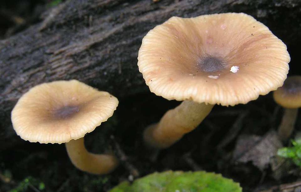 Lactarius obscuratus image