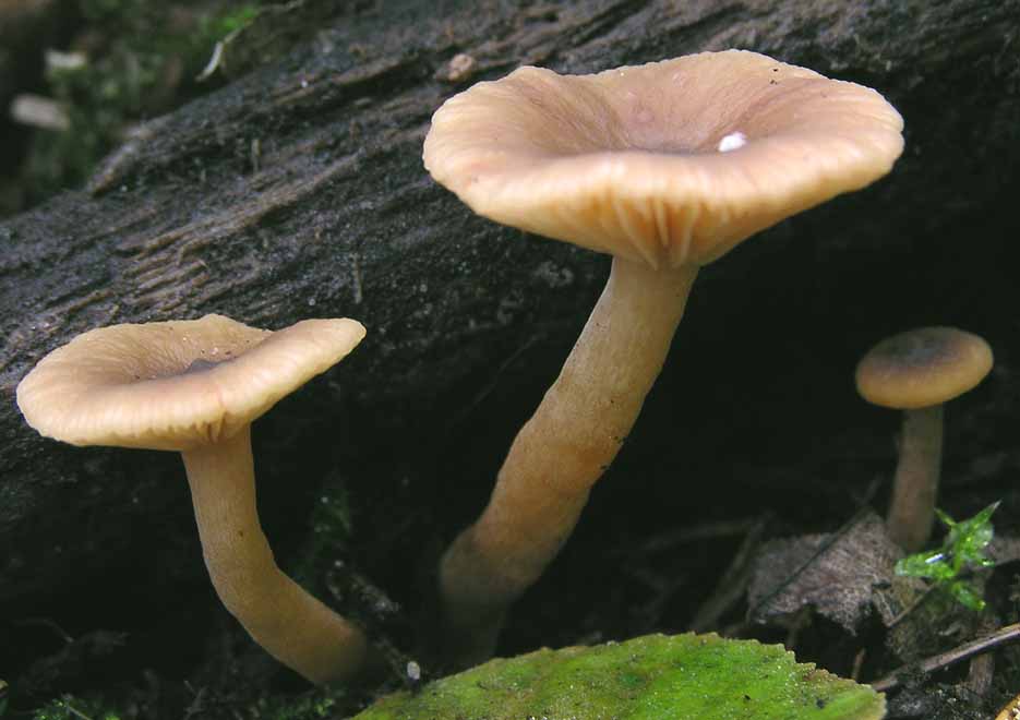 Lactarius obscuratus image