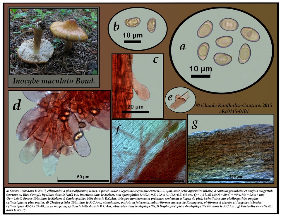 Inocybe maculata image